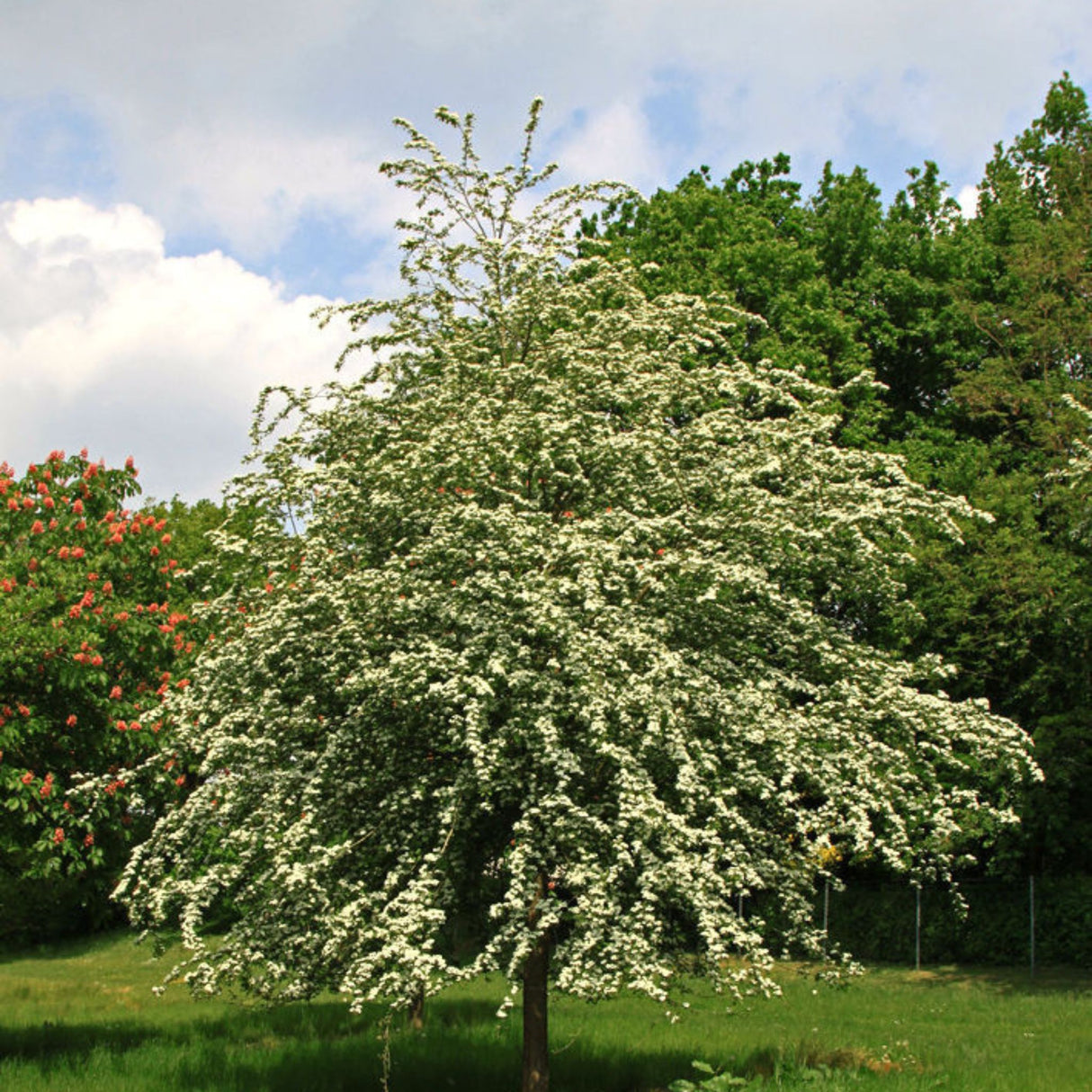 Hloh jednosemenný, výška 30-60 cm, květináč 5 l