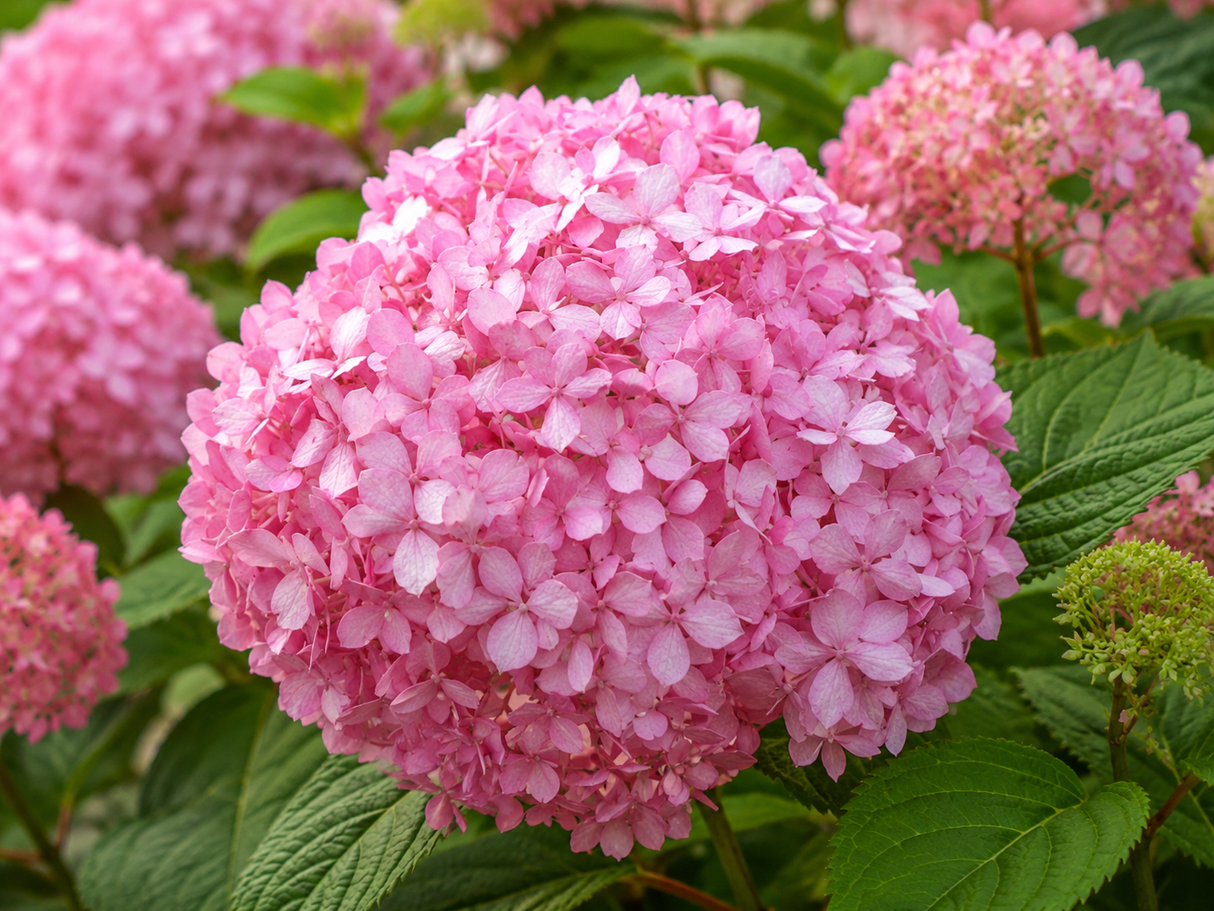 Hortenzie stromkovitá Candybelle Bubblegum, výška 20–40 cm, květináč 2 l