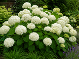 Hortenzie stromkovitá Grandiflora, výška 20–40 cm, květináč 2 l