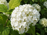 Hortenzie stromkovitá Grandiflora, výška 20–40 cm, květináč 2 l