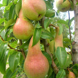 Hrušeň Abate Fetel na kmínku 90-100 cm, výška 150-180 cm, květináč 10 l