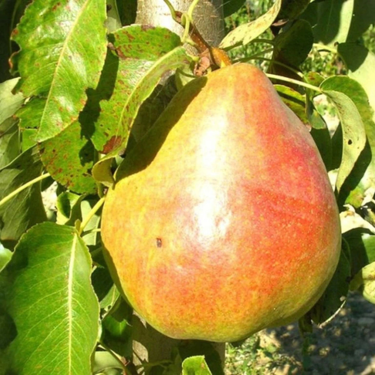 Hrušeň Decana na kmínku 90-100 cm, výška 170-200 cm, květináč 10 l