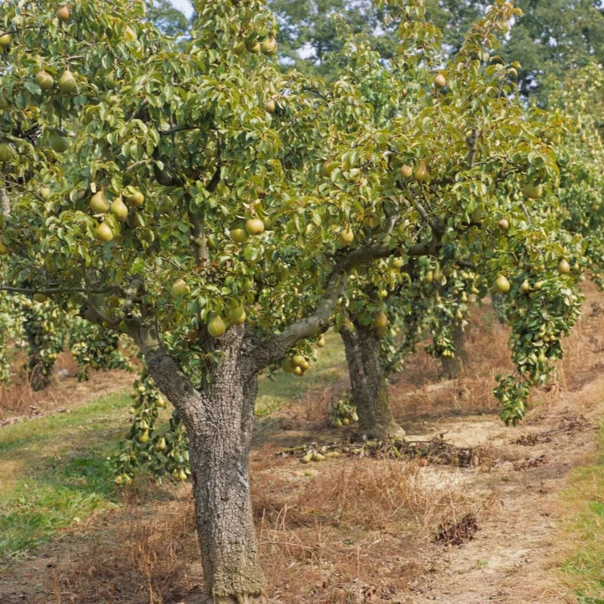 Hrušeň Decana na kmínku 90-100 cm, výška 170-200 cm, květináč 10 l