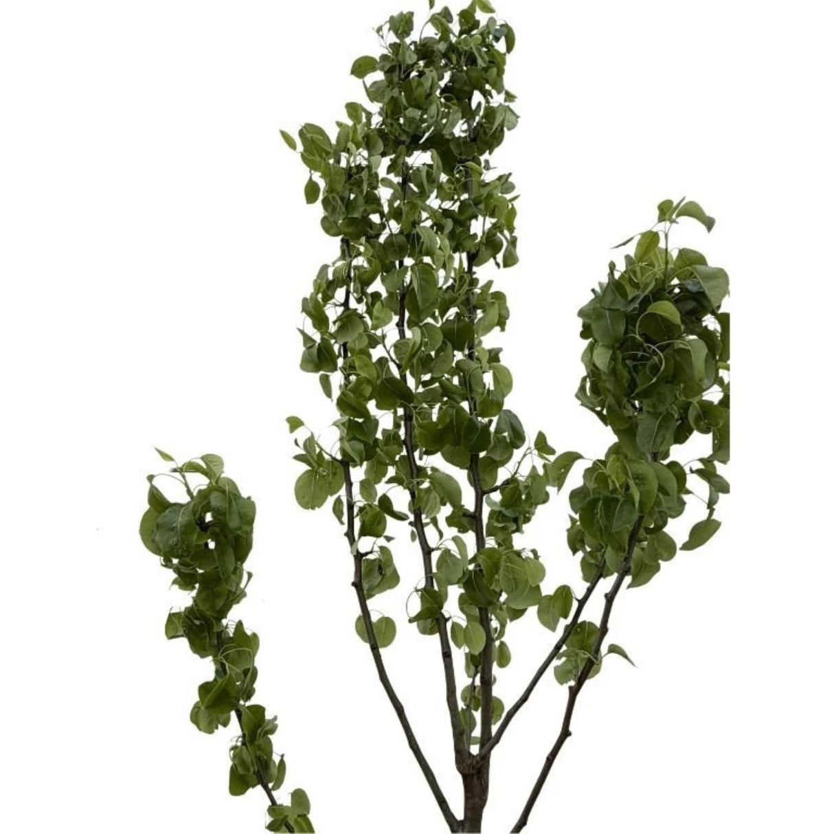 Hrušeň Decana na kmínku 90-100 cm, výška 170-200 cm, květináč 10 l