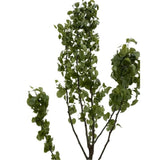 Hrušeň Decana na kmínku 90-100 cm, výška 170-200 cm, květináč 10 l