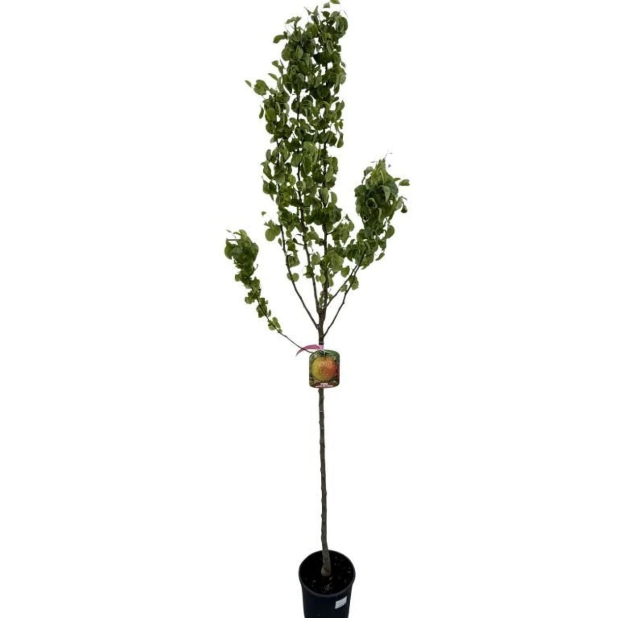 Hrušeň Decana na kmínku 90-100 cm, výška 170-200 cm, květináč 10 l
