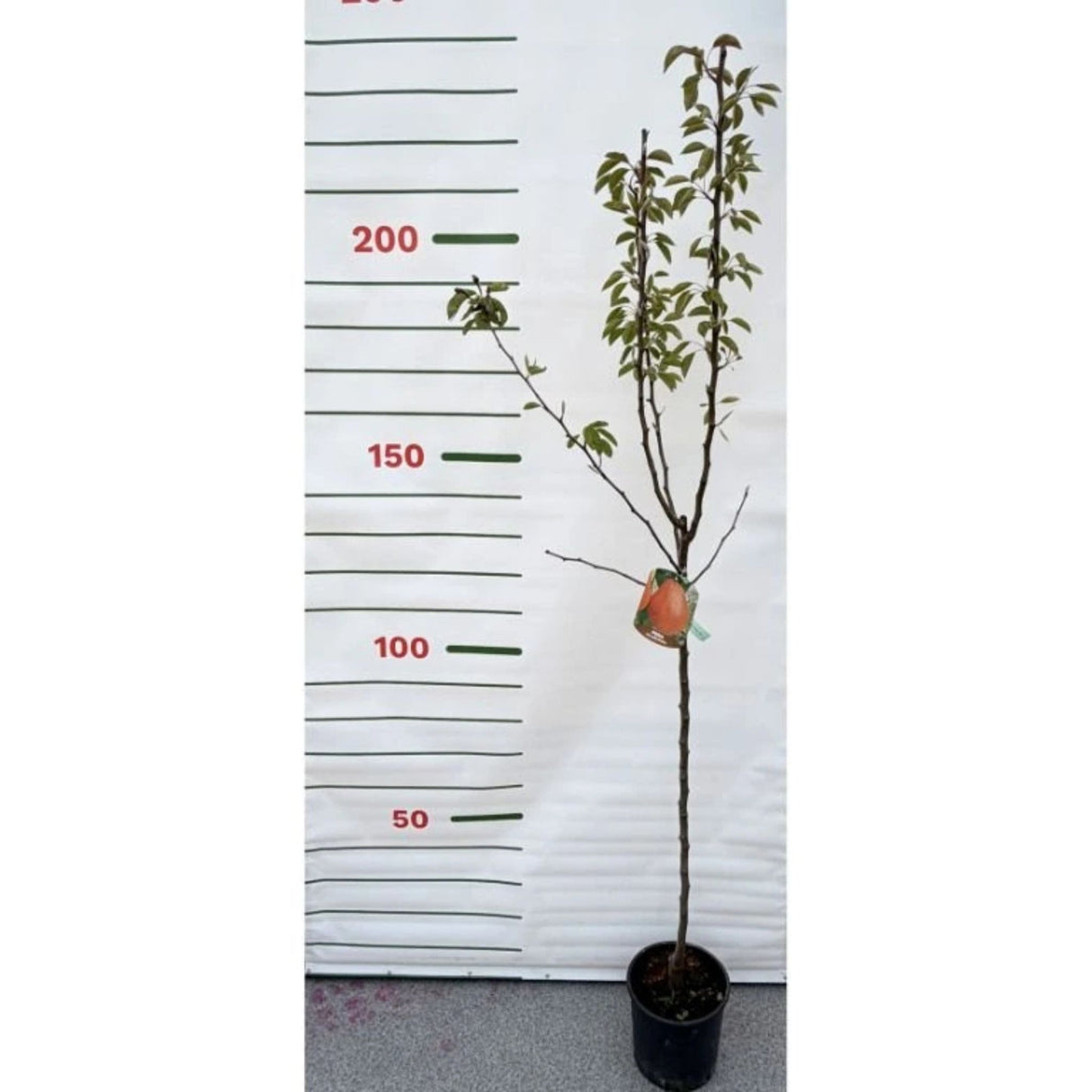 Hrušeň Williamsova červená na kmínku 90-100 cm, výška 170-200 cm, květináč 10 l