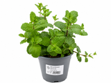 Máta klasnatá Maroccan, květináč 14 cm