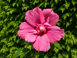 Ibišek syrský Flower Tower Ruby, výška 30–40 cm, květináč 2 l