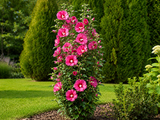 Ibišek syrský Flower Tower Ruby, výška 30–40 cm, květináč 2 l