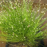 Isolepis carnea, květináč 9 cm