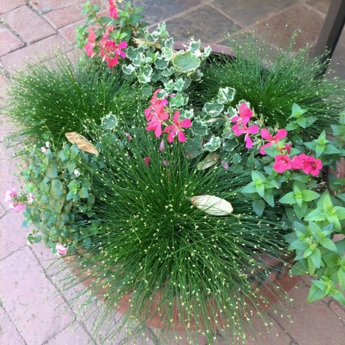 Isolepis carnea, květináč 9 cm