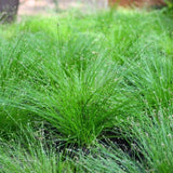 Isolepis carnea, květináč 9 cm