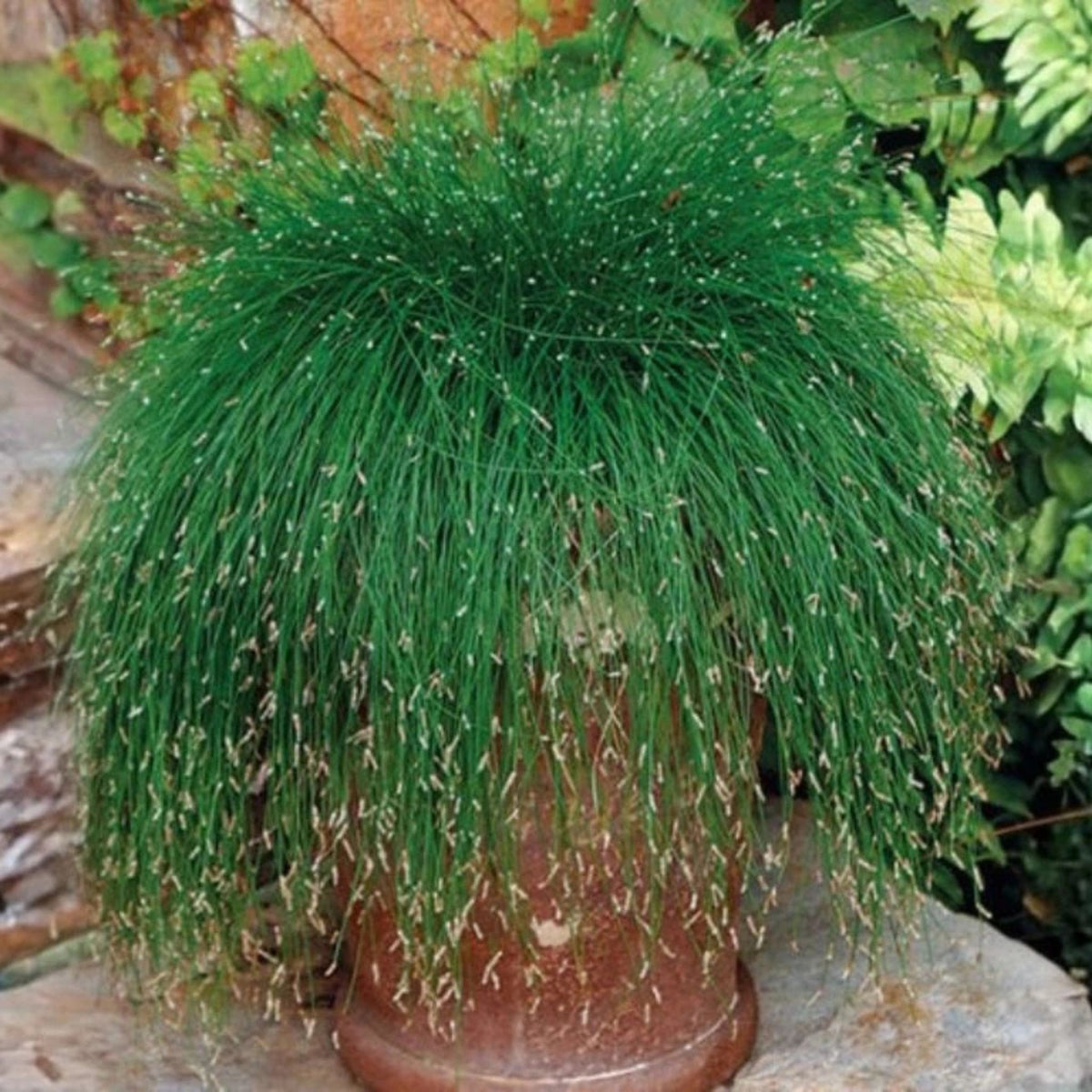 Isolepis carnea, květináč 9 cm