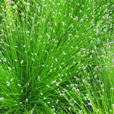 Isolepis carnea, květináč 9 cm