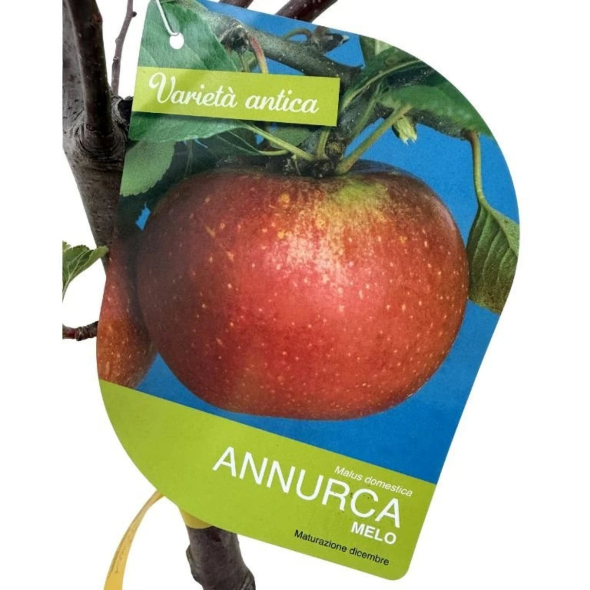 Jabloň Annurca na kmínku 100-110 cm, výška 170-200 cm, květináč 10 l