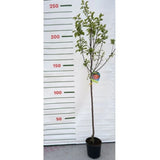 Jabloň Annurca na kmínku 100-110 cm, výška 170-200 cm, květináč 10 l