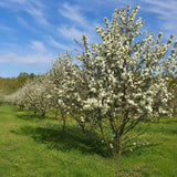 Okrasná jabloň Evereste, výška 160-190 cm, květináč 15 l