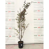 Okrasná jabloň Royalty rozvětvená, výška 180-200 cm, květináč 15 l