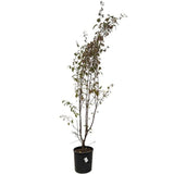 Okrasná jabloň Royalty rozvětvená, výška 180-200 cm, květináč 15 l