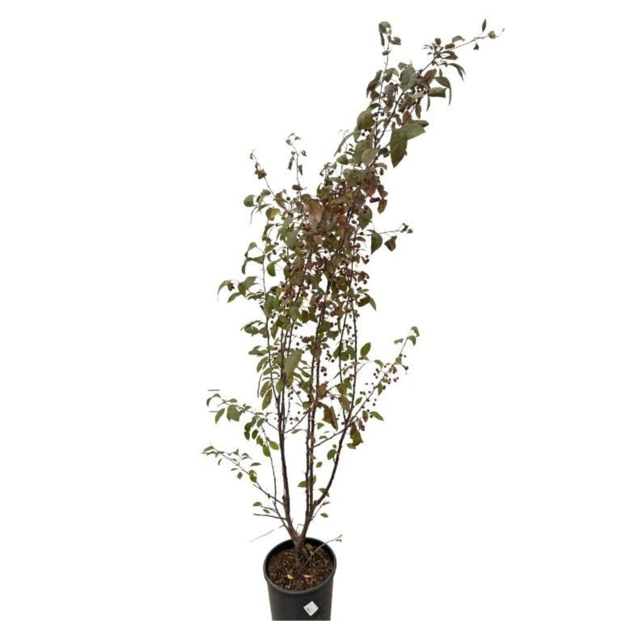 Okrasná jabloň Royalty rozvětvená, výška 180-200 cm, květináč 15 l