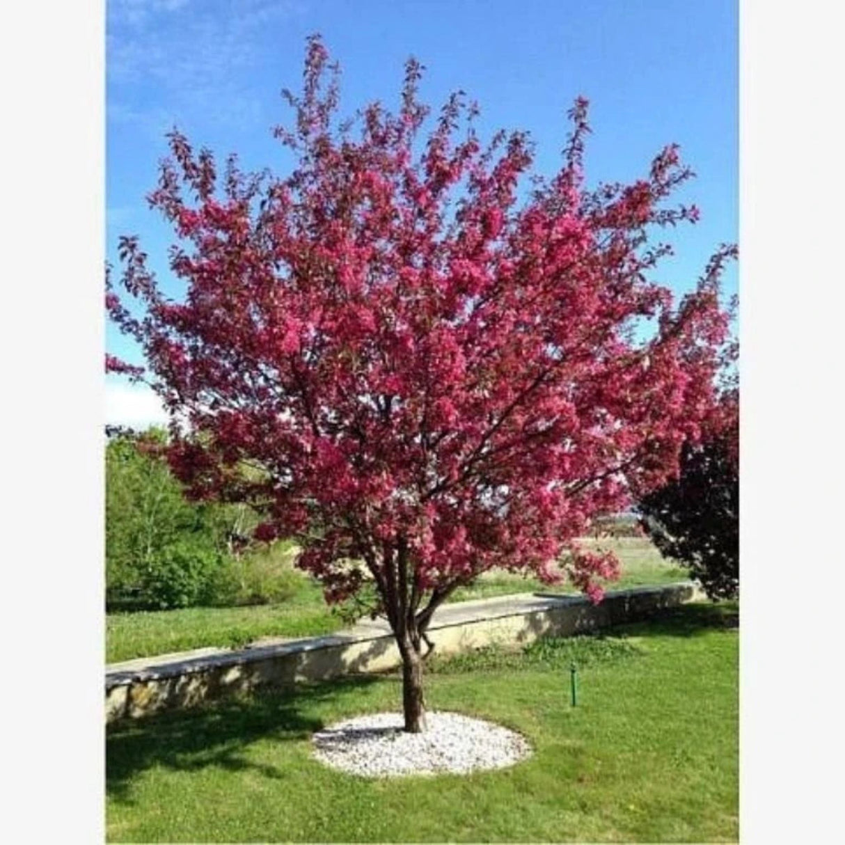 Okrasná jabloň Royalty rozvětvená, výška 180-200 cm, květináč 15 l