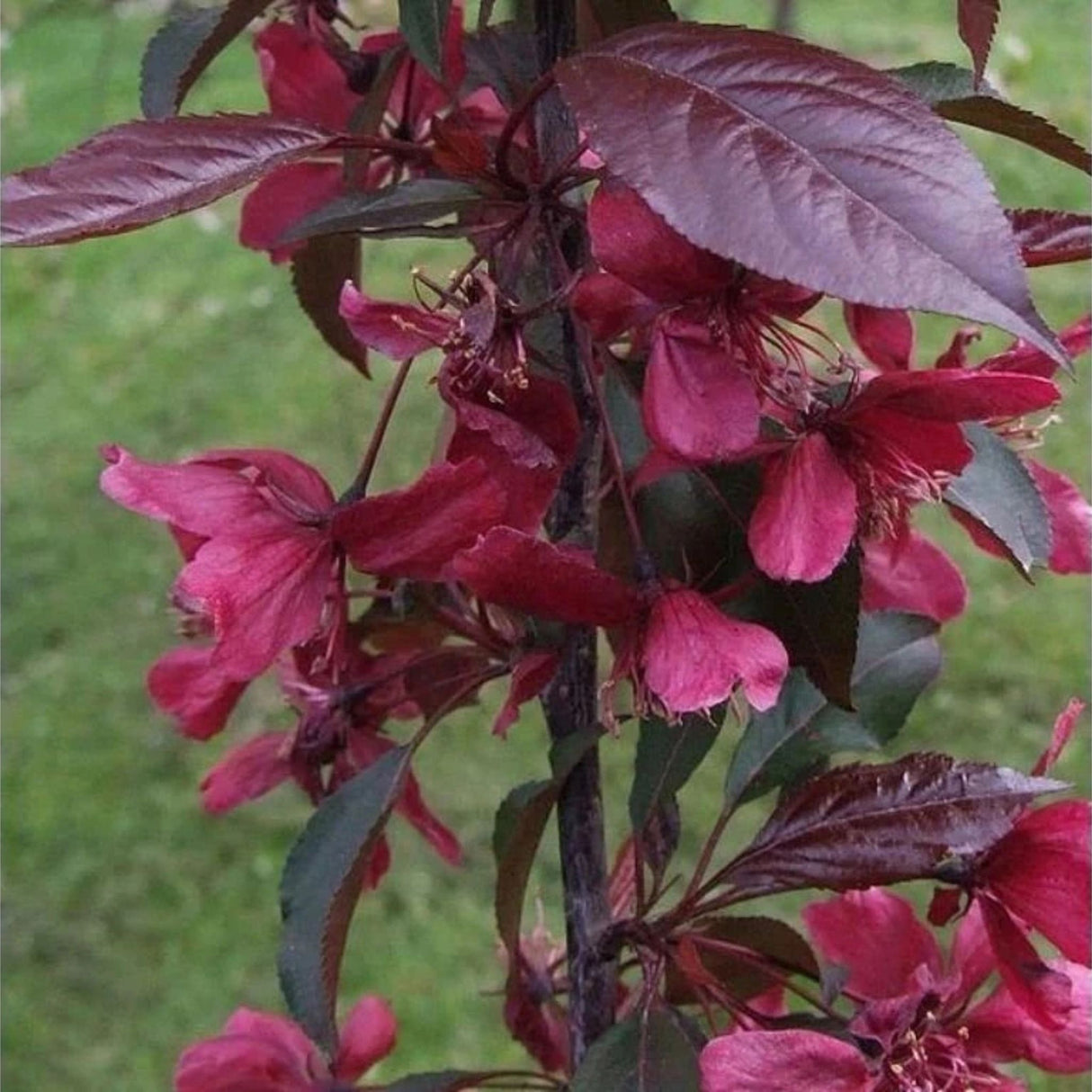 Okrasná jabloň Royalty rozvětvená, výška 180-200 cm, květináč 15 l