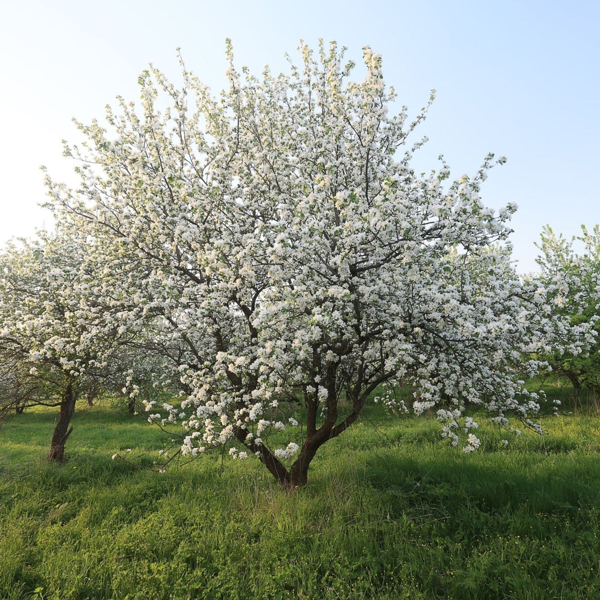 Okrasná jabloň Evereste na kmínku 160–170 cm, výška 280–300 cm, květináč 18 l