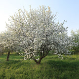 Okrasná jabloň Evereste na kmínku 160–170 cm, výška 280–300 cm, květináč 18 l