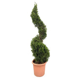 Jalovec čínský Kaizuka spirála, výška 140-150 cm, květináč 24 l
