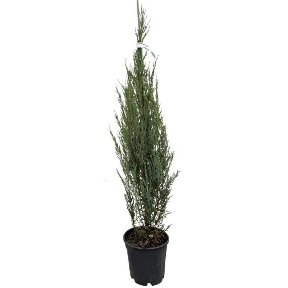 Jalovec skalní Blue Arrow, výška 100–140 cm, květináč 7,5 l