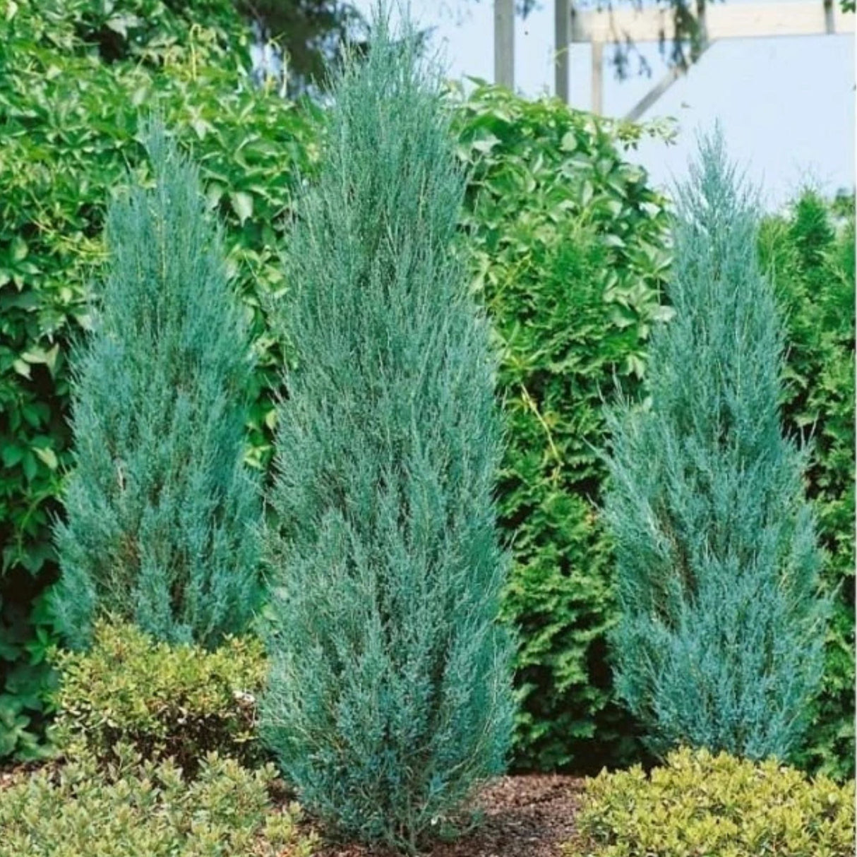Jalovec skalní Blue Arrow, výška 100–140 cm, květináč 7,5 l