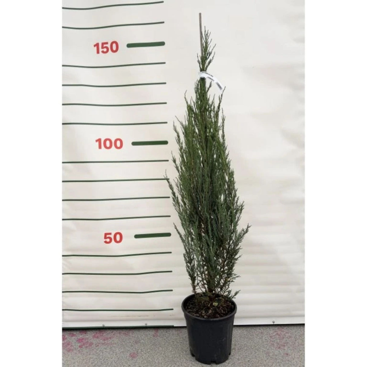 Jalovec skalní Blue Arrow, výška 100–140 cm, květináč 7,5 l