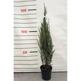 Jalovec skalní Blue Arrow, výška 100–140 cm, květináč 7,5 l