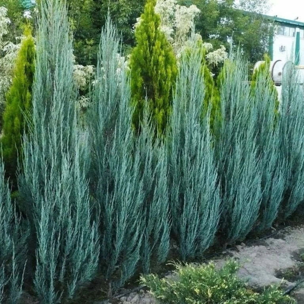 Jalovec skalní Blue Arrow, výška 100–140 cm, květináč 7,5 l