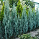 Jalovec skalní Blue Arrow, výška 100–140 cm, květináč 7,5 l