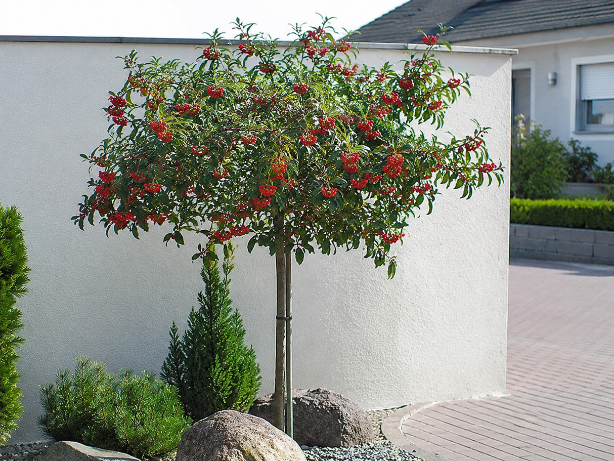 Jeřáb olšolistý Red Bird na kmínku 100–110 cm, výška 140–160 cm, květináč 3 l