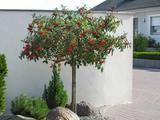 Jeřáb olšolistý Red Bird na kmínku 100–110 cm, výška 140–160 cm, květináč 3 l