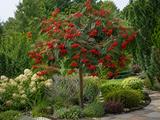 Jeřáb olšolistý Red Bird na kmínku 100–110 cm, výška 140–160 cm, květináč 3 l
