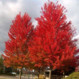 Javor Freemanův Autumn Blaze na kmínku 190-200 cm, výška 300-320 cm, květináč 18 l