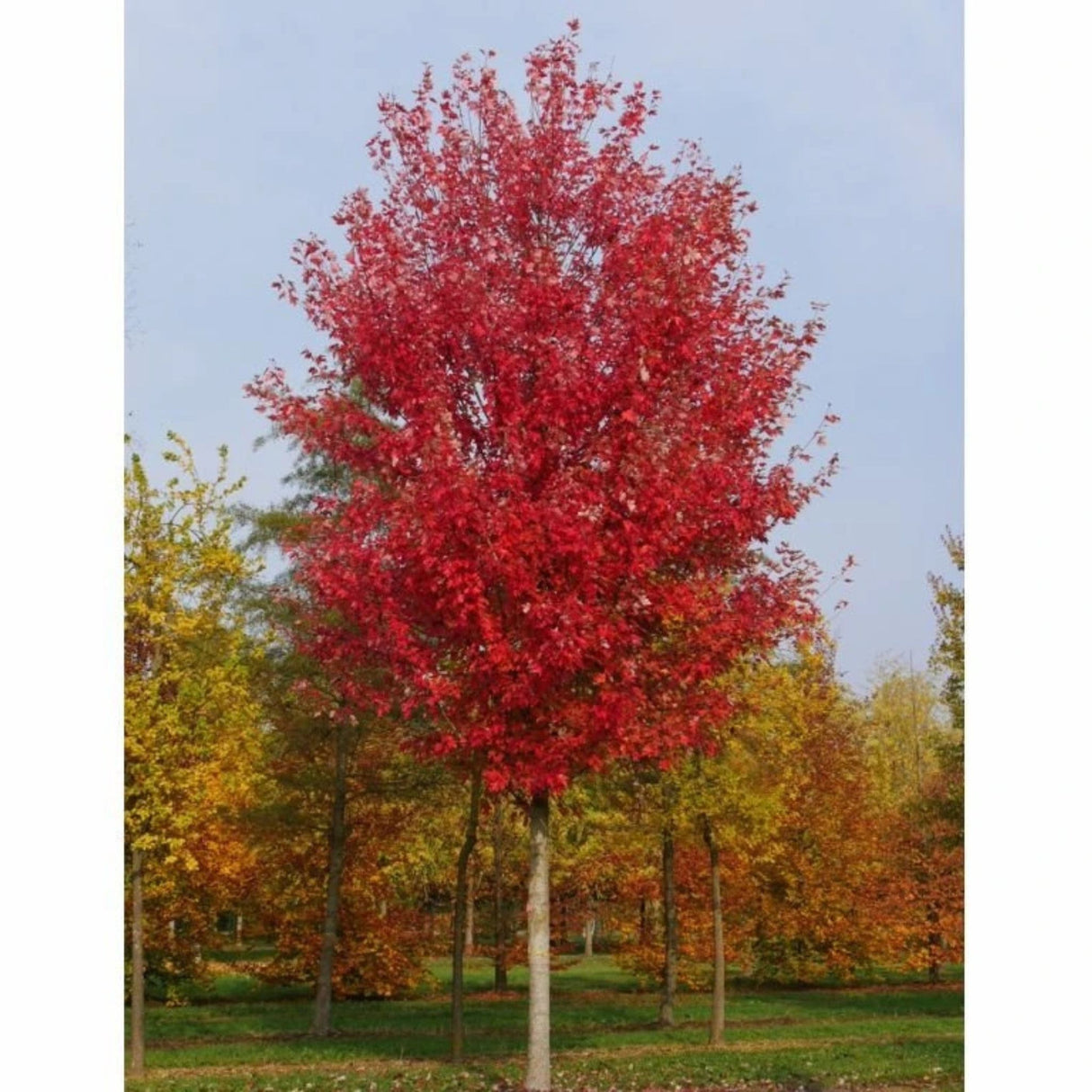Javor Freemanův Autumn Blaze na kmínku 190-200 cm, výška 300-320 cm, květináč 18 l