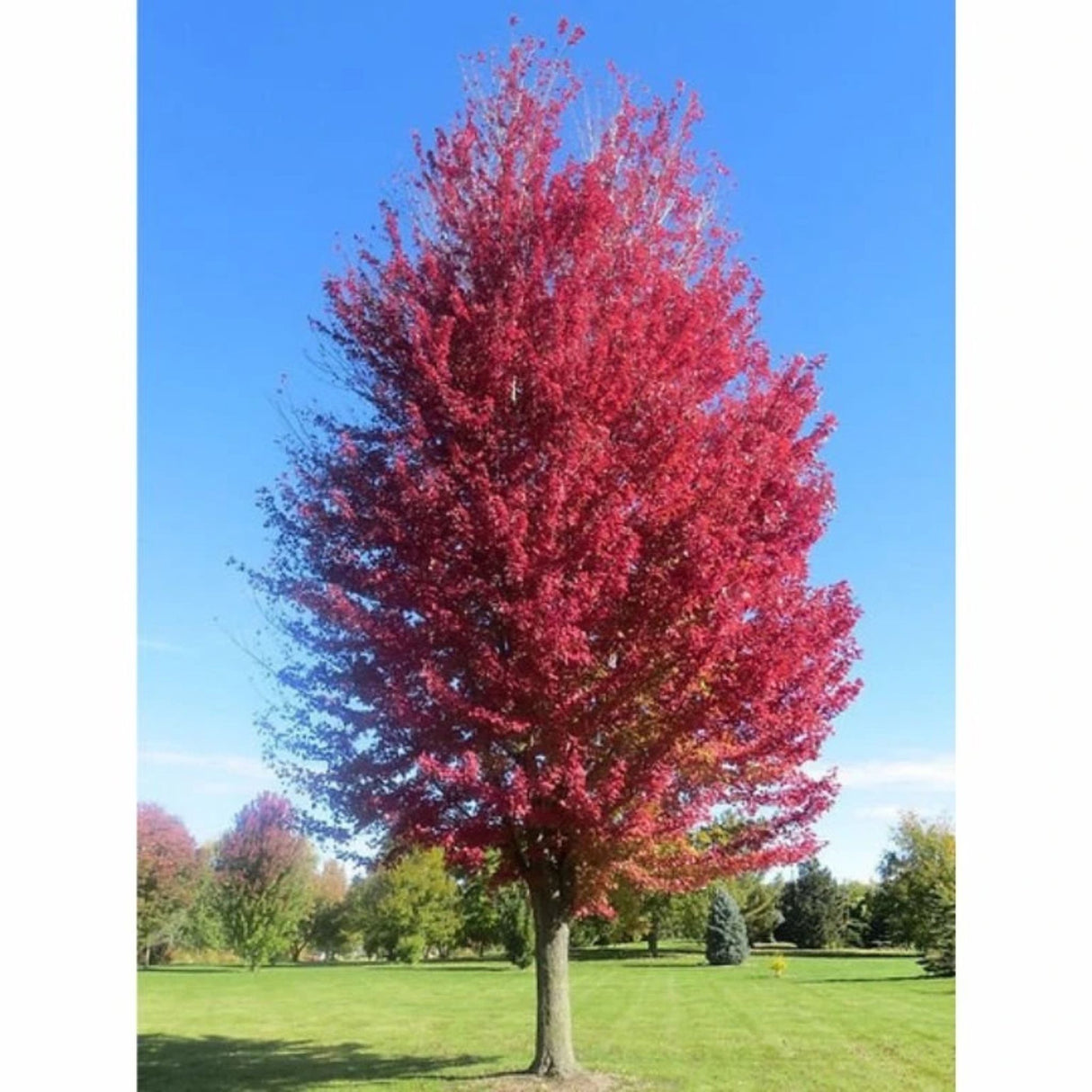 Javor Freemanův Autumn Blaze na kmínku 190-200 cm, výška 300-320 cm, květináč 18 l