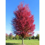 Javor Freemanův Autumn Blaze na kmínku 190-200 cm, výška 300-320 cm, květináč 18 l