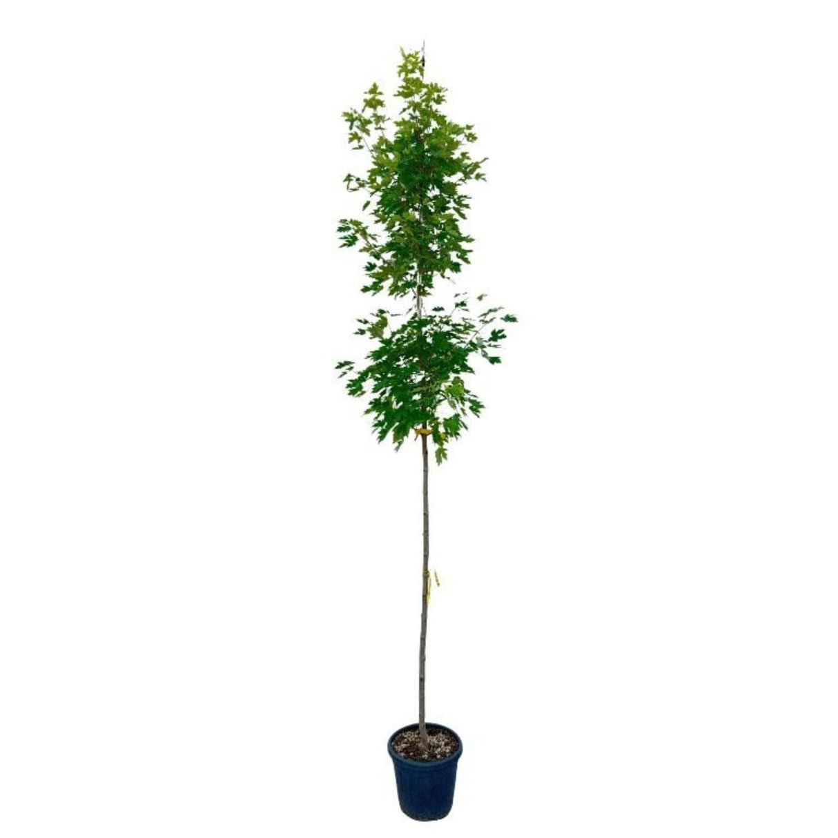 Javor Freemanův Autumn Blaze na kmínku 190-200 cm, výška 300-320 cm, květináč 18 l