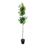 Javor Freemanův Autumn Blaze na kmínku 190-200 cm, výška 300-320 cm, květináč 18 l