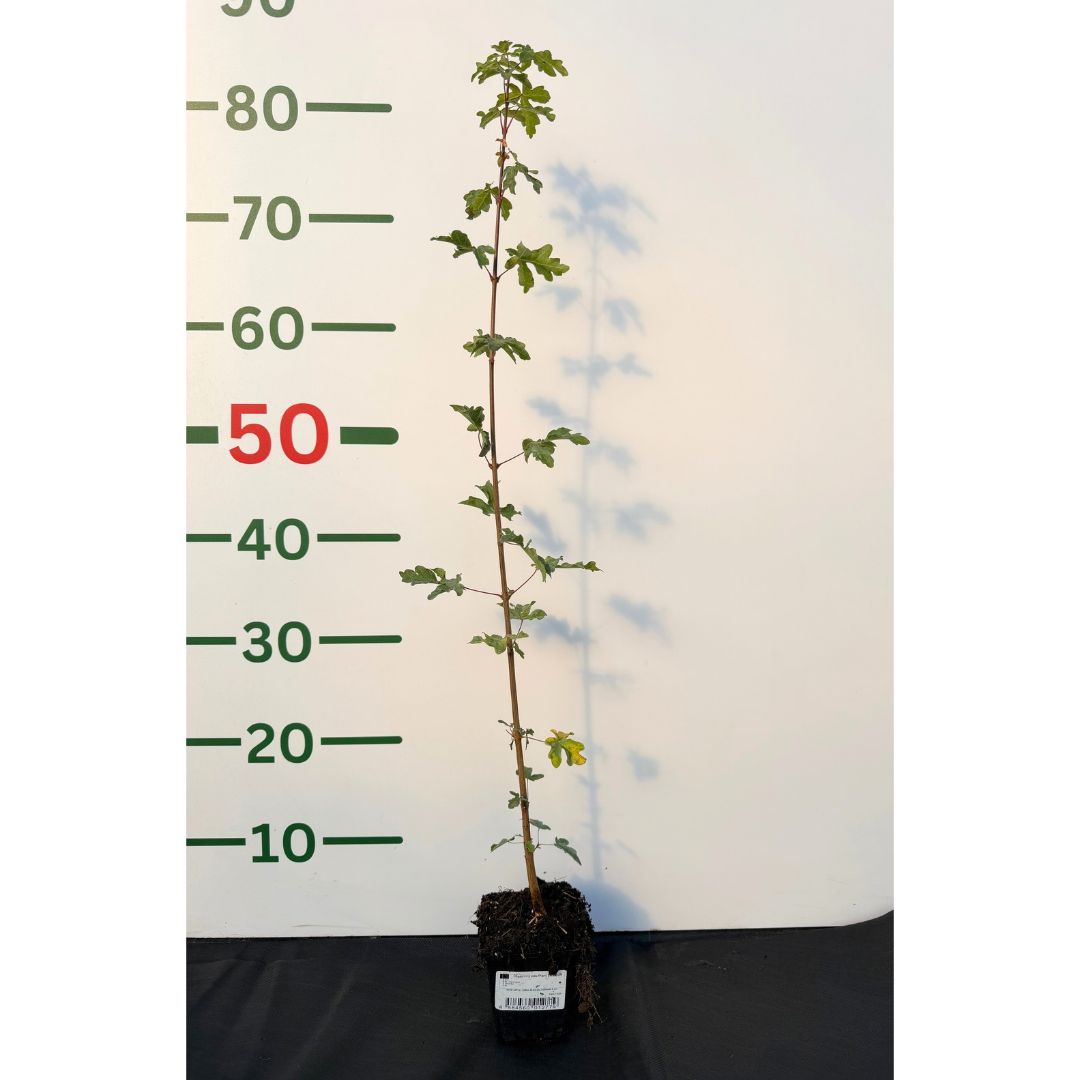 Javor babyka, výška 30–60 cm, květináč 9 cm