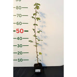 Javor babyka, výška 30–60 cm, květináč 9 cm