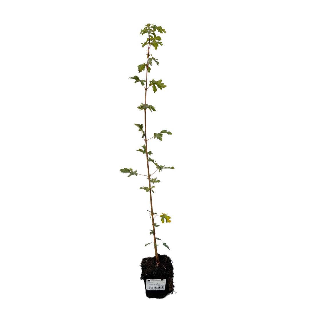 Javor babyka, výška 30–60 cm, květináč 9 cm