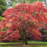 Javor dlanitolistý Atropurpureum, květináč 15 l
