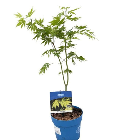 Javor korejský Arctic Jade Jack Frost, výška 50–70 cm, květináč 19 cm
